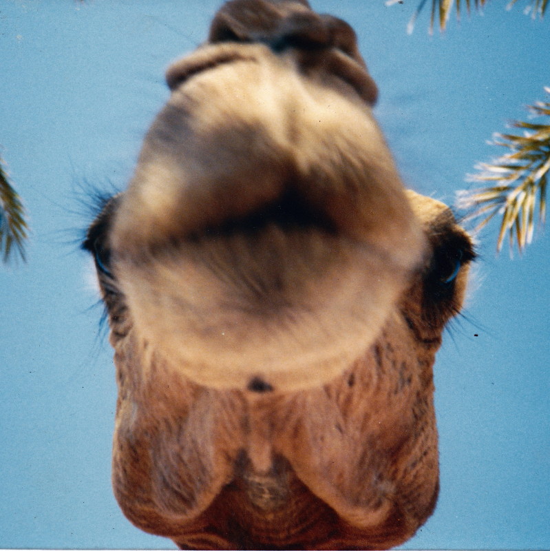 Face of a camel looking at you